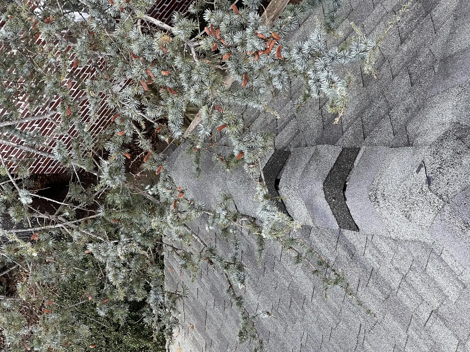 Worn shingles along a roof edge with tree limbs growing tight against the roofline